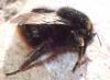 Bombus soroeensis soroeensis